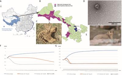 A Lytic Yersina pestis Bacteriophage Obtained From the Bone Marrow of Marmota himalayana in a Plague-Focus Area in China